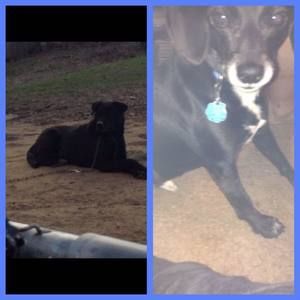 Meet your Posher, Dakota